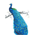 Diamond Dotz Blue Peacock  